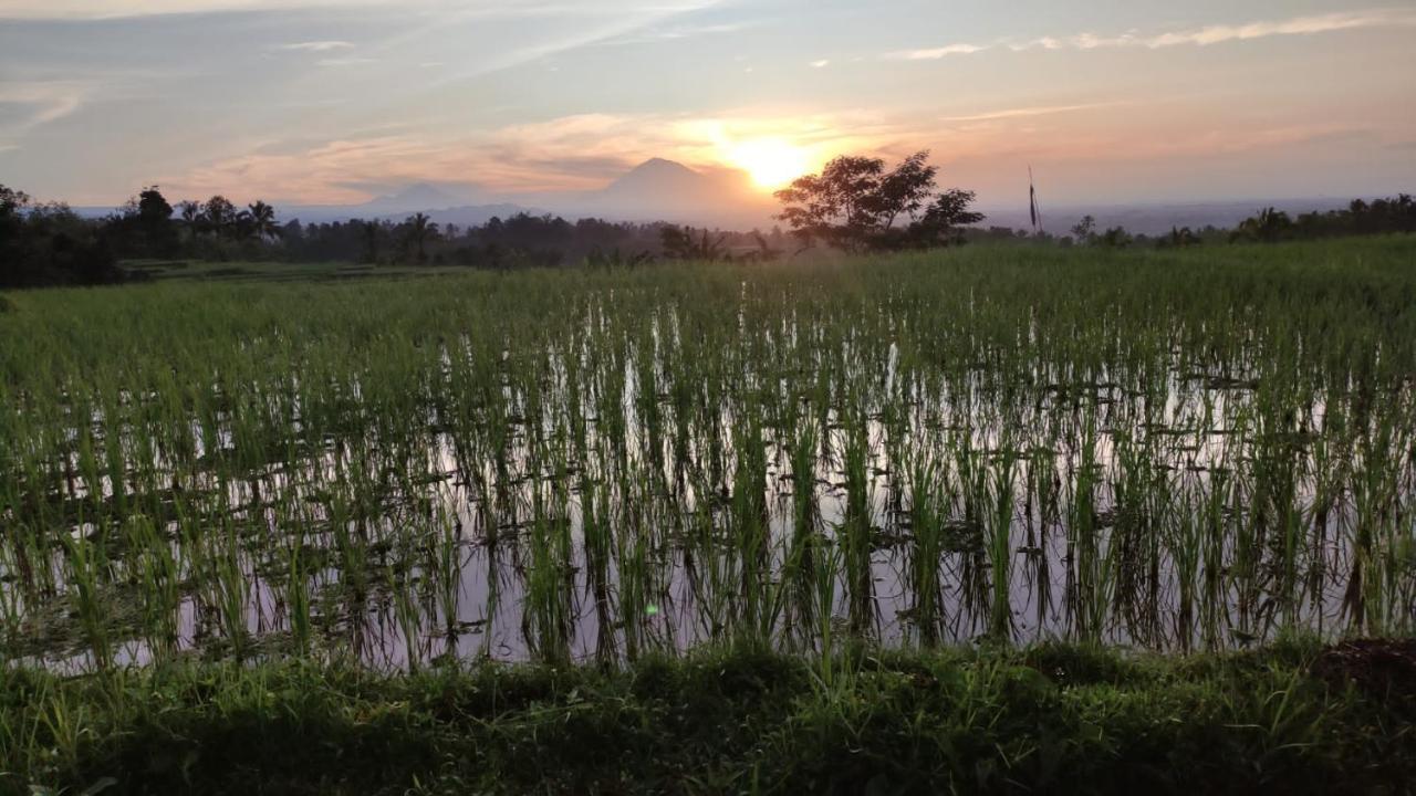 Tegal Jero Homestay Jatiluwih Buitenkant foto