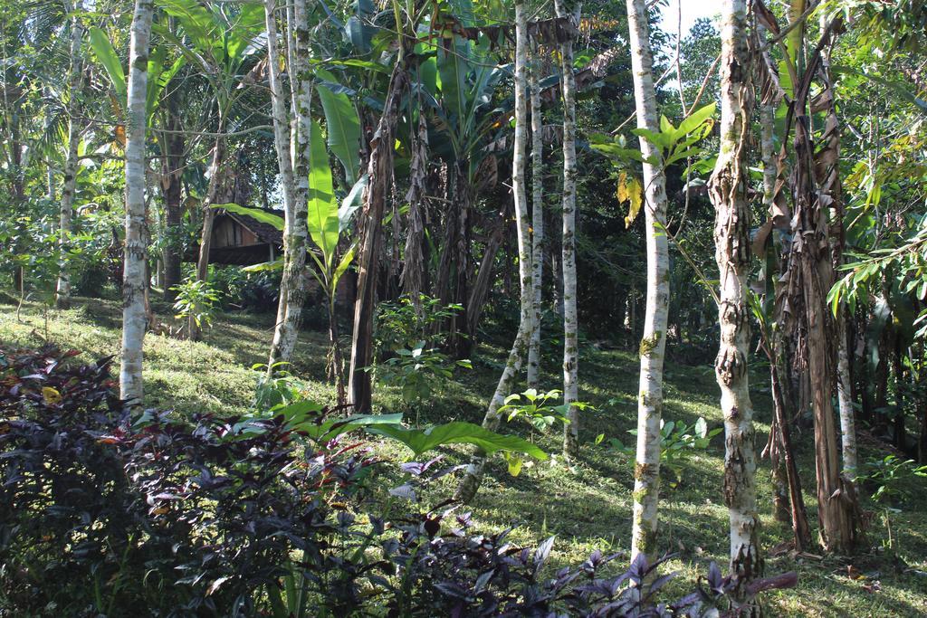 Tegal Jero Homestay Jatiluwih Buitenkant foto